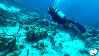 Supergirl Gets Ravaged by a Horny Octopus in Bonaire