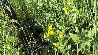Desi MILF Ritu Outdoor Sex with Young Man in Field - Big Tits Village Romance XXX Video