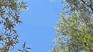 The Sweet Secret of the Olive Grove