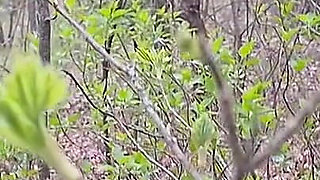 I Pee and Fuck My Lover in the Mouth in the Forest so That My Wife Doesn’t Catch Us