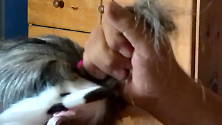 Kitty Meow Meow