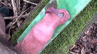 Penis Nailing for slave Renne Part 1