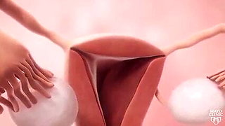 Femal fertility animation