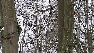 Petite French Babe Gets Her Ass Banged Hard